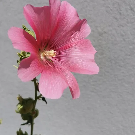 Semesterbostad Maison Renovee Avec Grand Jardin A - Fr-1-582-351