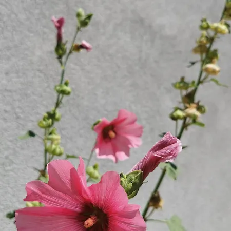 Maison Renovee Avec Grand Jardin A - Fr-1-582-351 Semesterbostad Polignac (Haute-Loire)